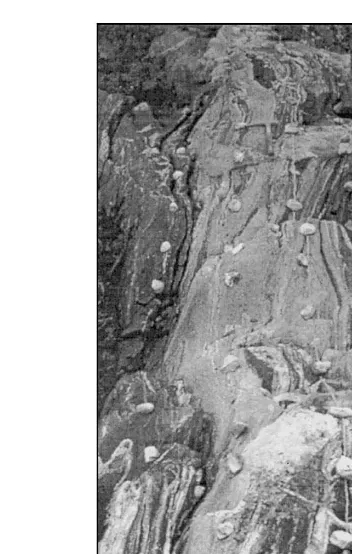 Fig. 10. Composite layer of granitoid gneiss shown in mapform on Fig. 9. View to the north showing the whole outcropof this layer