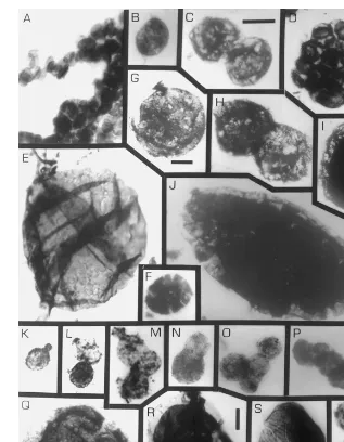 Fig. 8. Organic-walled microfossils in maceration residues from samples of a subsurface equivalent of the MesoproterozoicConselheiro Mata Group
