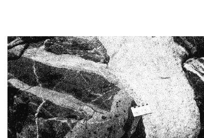 Fig. 10. Metamorphosed (‘spotted’) diorite dyke (CR5 samplelocation, lower left) cutting Archean maﬁc and felsic volcanicrocks (left side of photo) of the Overﬂow group.