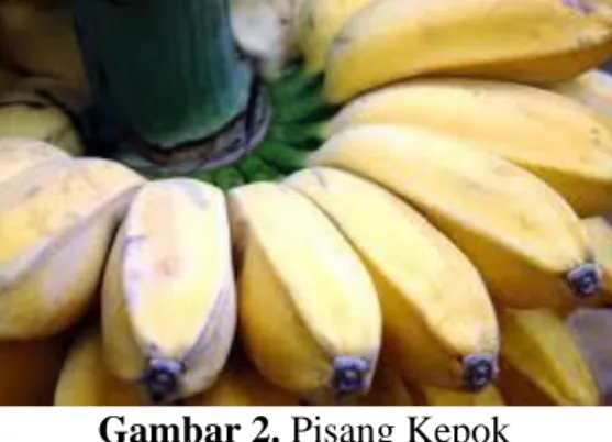 Gambar 2. Pisang Kepok  Sumber : (https://m.mommyasia.id) 