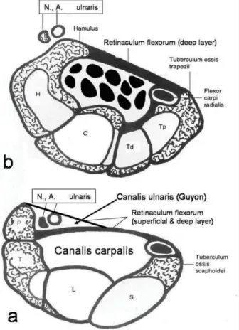 Figure 1.Transversal drawing of the proximal carpus (a), including the   Canalis ulnaris and the distal carpus (b)