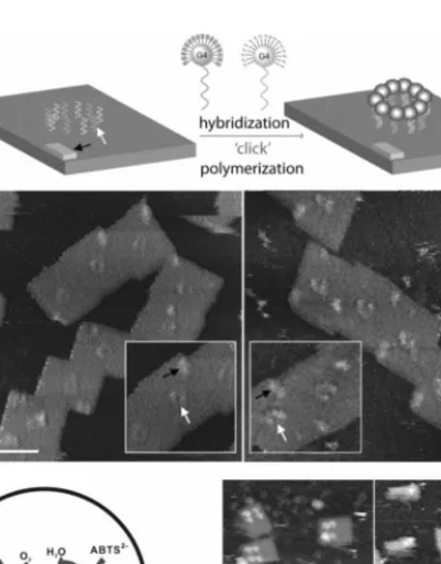 Figure 6. Applications of DNA origami as nano-reactors. (a) Directed coupling of dendrimers  into polymerized patterns
