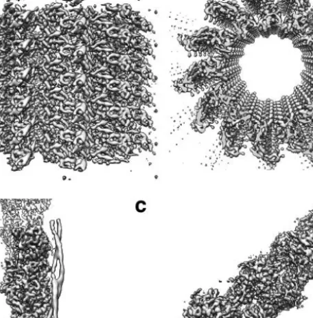 Figure 1. Helical assembly of protein nanomaterials. (a) 3D cryo-electron microscopic  reconstruction of microtubule decorated by Ndc80 kinetochore complex at 8.6 Å resolution  (EMDataBank entry: EMD-5223) from two orthogonal perspectives (Alushin et al