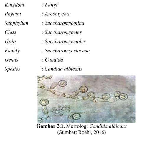 Gambar 2.1. Morfologi Candida albicans  (Sumber: Roehl, 2016) 
