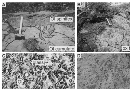 Fig. 4. (A) Discordant spinifex veins intruding the lower olivine cumulate komatiite zone of a ﬂow