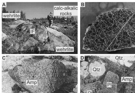 Fig. 3. (A) Photograph of a wehrlite dyke enclosing a large xenolith of sulphide iron-formation (IF)