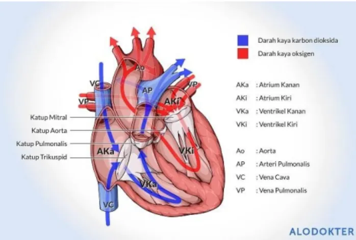 Gambar 2.1 Anatomi Jantung normal dan sirkulasinya