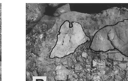 Fig. 5. Haggis Point (A) polymictic conglomerate/grained to granular basaltic material as matrix