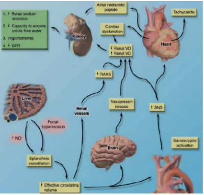 Gambar 2.3    Sumber  Patofisiologi Sindrom Hepatorenal : (Wadei, dkk, 2006) 