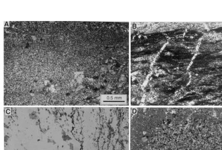 Fig. 7. (A) Photomicrograph of chert layer showing ﬁne laminations (horizontal). Random porphyroblasts and veins are composedof carbonate