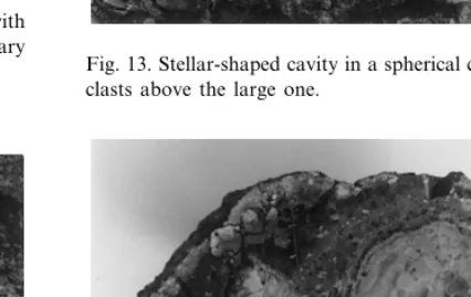 Fig. 10. Different size clasts-note the cavities in the largerones. Scale object is 15 mm long.