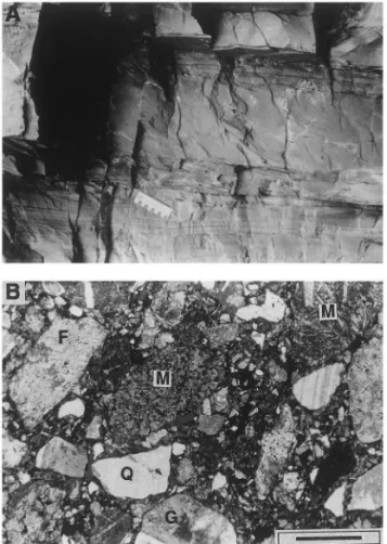 Fig. 9. (A) Volcanolithic turbidite facies with successive beds showing typical Bouma divisions