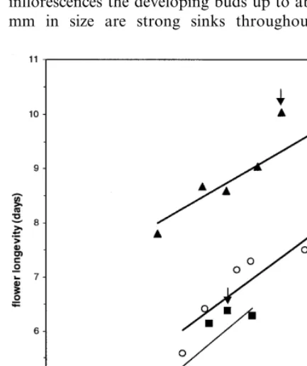 Fig. 7. Relationship between longevity of ‘Bright Beauty’,‘’Fashion’ and ‘Orlito’ ﬂowers and total tepal carbohydratecontent at the time of detachment of the buds