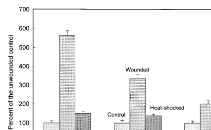 Fig. 2. The effect of wounding and heat shocking (45°C for 90s) on the development of phenylalanine ammonia-lyase (PAL)concentration of total phenolic compounds (activity (�mol cinnamic acid produced/g/h) after 24 h, and the�g/g), and ab-sorbance at 320 nm