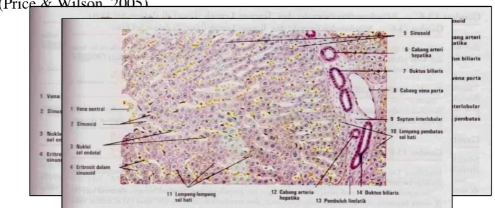 Gambar 2. Lobulus Hepar (sediaan seksional, potongan melintang). Pulasan: HE. Pembesaran kuat (Eroschenko, 2003)