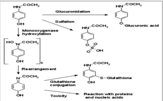 Gambar.1 Reaksi metabolisme asetaminofen (Wikipedia, 2008). 