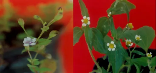 Gambar 3. Nasturtium indicum dan Cleome rutidosperma  