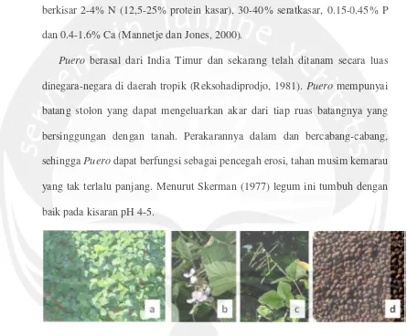 Gambar 1. Pueraria javanica (a) Daun, (b) Bunga, (c) Polong, (d) Benih