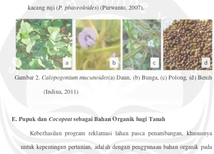 Gambar 2. Calopogonium mucunoides(a) Daun, (b) Bunga, (c) Polong, (d) Benih