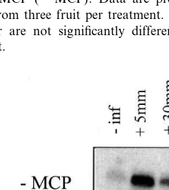 Fig. 6. ACS activity in ﬂavedo tissue, excised from uninfectedor P. digitatum-infected grapefruit treated with (+MCP) orwithout 1-MCP (−MCP)