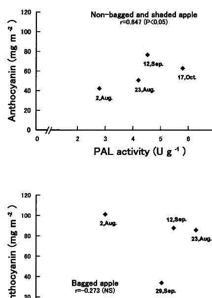 Fig. 6. Distribution plot showing a correlation between PALactivity and anthocyanin content in the skin of ‘Jonathan’apples irradiated with white (2.6 W m−2)+UV (1.0 W m−2)light at 15°C for 96 h.