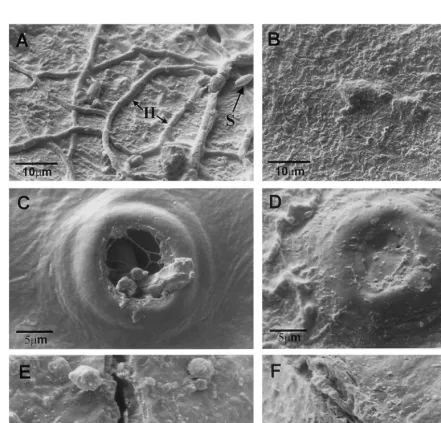 Fig. 4. SEM images of ‘Minneola’ tangerine fruit surfaces after an HWB treatment. Fruits were kept as controls (A, C, E) or rinsedand brushed at 56°C for 20 s (B, D, E)