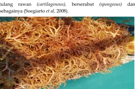 Gambar 3.1. Proses Pengeringan Rumput Laut 