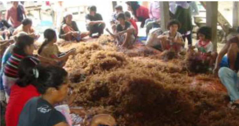 Gambar 3.2. Proses Pembibitan Rumput Laut 