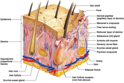 Gambar  2.5:  Anatomi  kulit  (Diambil  dari  http://alamipedia.com/anatomi-dan-  fisiologi-kulit-dari-skripsi/)