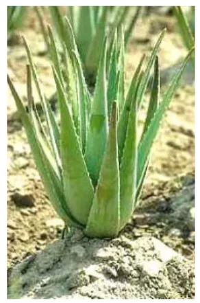 Gambar  2.6:  Aloe  vera  (Aloe  barbadensis  Miller)  (Diambil  dari   https://middlepath.com.au/plant/aloes_Aloe_Vera_barbadensis-miller.php)