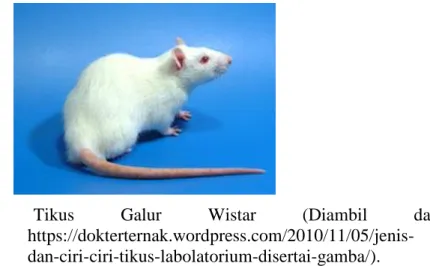 Gambar  2.7:  Tikus  Galur  Wistar  (Diambil  dari   https://dokterternak.wordpress.com/2010/11/05/jenis-dan-ciri-ciri-tikus-labolatorium-disertai-gamba/)