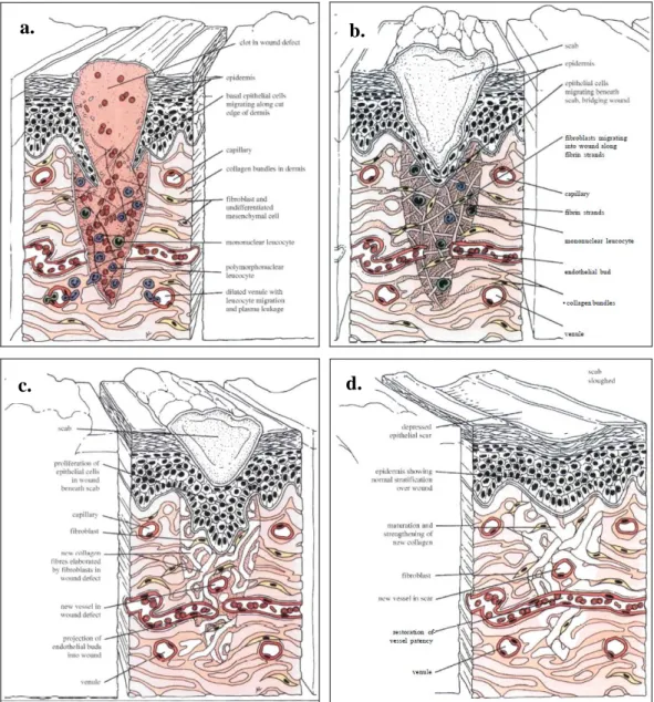 Gambar  2.1:  (a)  Pembentukan  bekuan  dan  migrasi  leukosit  pada  luka  kulit,  (b)  Proliferasi  dan  migrasi  fibroblas  dan  sel  endotel,  (c)  Mobilisasi,  migrasi,  proliferasi  dan  diferensiasi  sel  epitel,  (d)  Tahap  maturasi  akhir  dengan