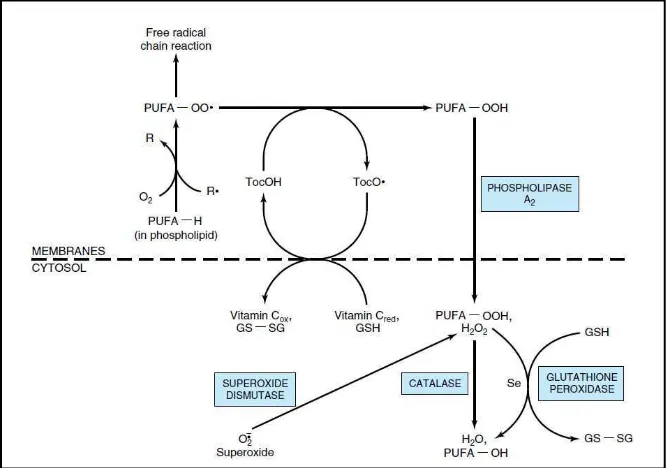 Gambar 2.3 Sistem antioksidan pada fase lemak (Harper, 2003)    