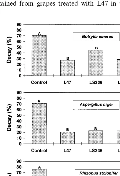 Fig. 4. Incidence of gray mold on table grape treated in theﬁeld with isolate L47, Rovral (iprodione) or untreated (con-small letters, andtrol)