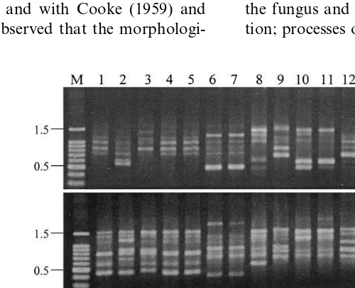 Fig. 5. Population dynamics of isolate L47 on grape berry surface in the ﬁeld and during storage at 0°C.