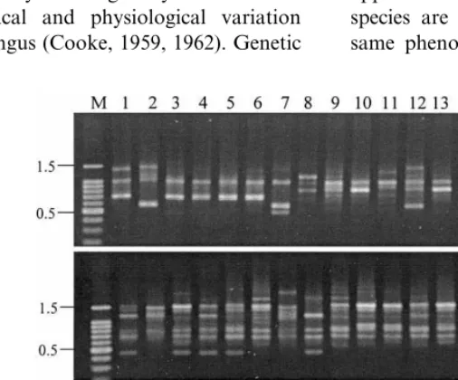 Fig. 7. Gels stained with ethidium bromide showing ampliﬁcation products generated from A
