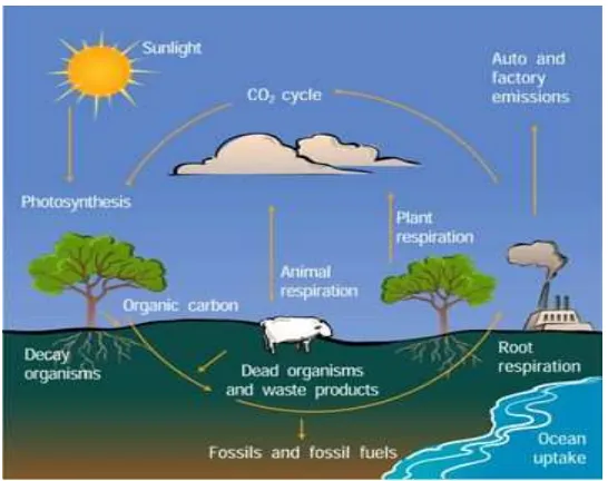 Gambar 8 : Daur  Karbon dan oksigen 