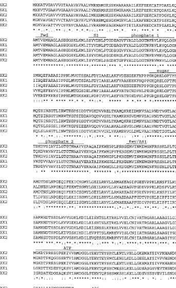 Fig. 2. Comparison of predicted amino acids of LeHXK2 with potato HXK (StHXK1, StHXK2) and Arabidopsis HXK (AtHXK1,AtHXK2)