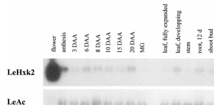 Fig. 8. Quantitative RT-PCR of cDNA from different organs and tissues and from different stages of fruit development