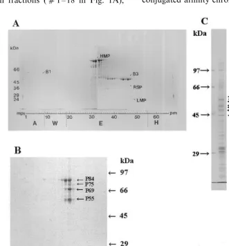 Fig. 1. Electrophoretic separation of putative cytoskeleton-associated proteins from pea stems