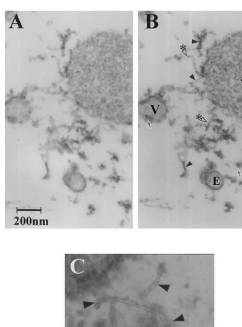 Fig. 2. Novel tubular structures visualized in situ in sweetcorn endosperm and in pea stem tissue