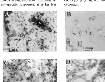 Fig. 3. A novel, tiny ﬁlamentous structure is present in pea stem tissue both in situ and in vitro