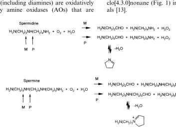 Fig. 1. Scheme of the reaction catalysed by PAOs from mammalian (M) and plant (P) sources