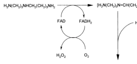 Fig. 2. Scheme of the oxidation of the substrate spermidinecatalysed by maize PAO [15].