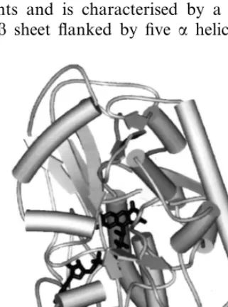 Fig. 3. The overall three-dimensional structure of maize PAO.The crystal structure has been determined to the resolution of1.9 A� 