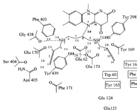 Fig. 4. Schematic representation of the catalytic tunnel in theactive site of maize PAO during binding of the inhibitorare indicated by dashed lines