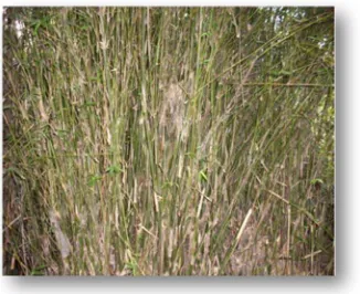 Gambar 5 : Pohon Bambu Rogon 