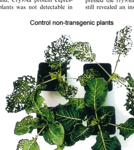 Fig. 7. Bioassays of transgenic cauliﬂower plants against P. xylostella. The plants were placed into a chamber with a high numberof P