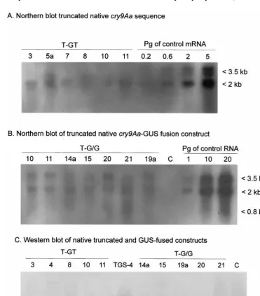 Fig. 4. Molecular analysis of expression of native truncated and GUS fused constructs of cry9Aa gene in tobacco plants.
