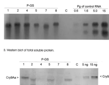 Fig. 5. Molecular analysis of synthetic cry9Aa gene expression in transgenic potato cv
